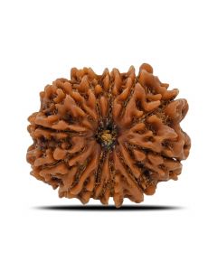 12 Mukhi (Twelve Mukhi ) Rudraksha Nepal GJSPC Certified 25.6 M.M.