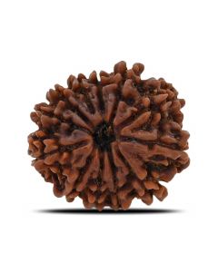 12 Mukhi (Twelve Mukhi ) Rudraksha Nepal GJSPC Certified 27.6 M.M.