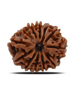 12 Mukhi (Twelve Mukhi ) Rudraksha Nepal GJSPC Certified 24.69 M.M.