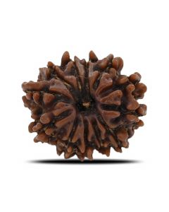 12 Mukhi (Twelve Mukhi ) Rudraksha Nepal GJSPC Certified 20.59 M.M.