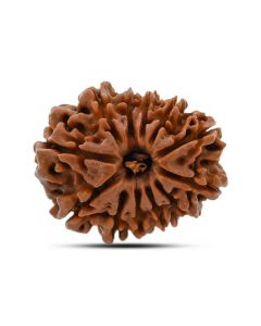 12 Mukhi (Twelve Mukhi ) Rudraksha Nepal GJSPC Certified 23.04 M.M.