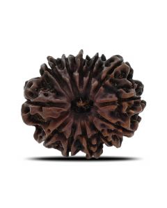 12 Mukhi (Twelve Mukhi ) Rudraksha Nepal GJSPC Certified 26.71 M.M.