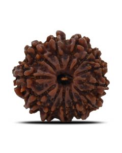 12 Mukhi (Twelve Mukhi ) Rudraksha Nepal GJSPC Certified 21.65 M.M.