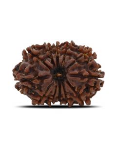 12 Mukhi (Twelve Mukhi ) Rudraksha Nepal GJSPC Certified 25.13 M.M.