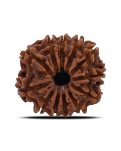 12 Mukhi (Twelve Mukhi ) Rudraksha Nepal GJSPC Certified 22.35 M.M.