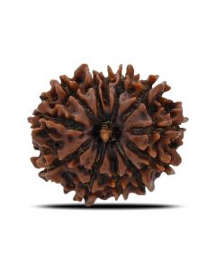 12 Mukhi (Twelve Mukhi ) Rudraksha Nepal GJSPC Certified 20.93 M.M.