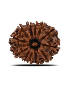 12 Mukhi (Twelve Mukhi ) Rudraksha Nepal GJSPC Certified 23.86 M.M.