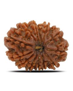 Natural 13 Mukhi Rudraksha (Nepal) GJSPC Certified 24.53 M.M.