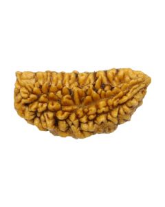 Natural Ek Mukhi Rudraksha (1 Mukhi) India GJSPC Certified One Mukhi Rudraksha 29.64 M.M.