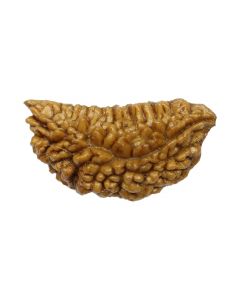 Natural Ek Mukhi Rudraksha (1 Mukhi) India GJSPC Certified One Mukhi Rudraksha 29.09 M.M.