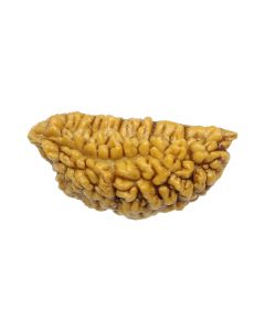 Natural Ek Mukhi Rudraksha (1 Mukhi) India GJSPC Certified One Mukhi Rudraksha 30.02 M.M.