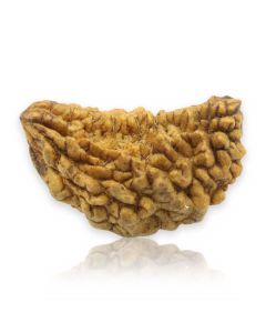 Natural Ek Mukhi Rudraksha (1 Mukhi) India GJSPC Certified  29.06 M.M.