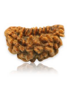 Natural Ek Mukhi Rudraksha (1 Mukhi) India GJSPC Certified  30.43 M.M.