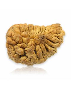 Natural Ek Mukhi Rudraksha (1 Mukhi) India GJSPC Certified  31.37 M.M.