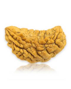 Natural Ek Mukhi Rudraksha (1 Mukhi) India GJSPC Certified  31 M.M.