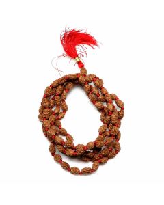 2 Mukhi Rudraksha Mala (Indonesia) (108+1 Beads) GJSPC Certified 