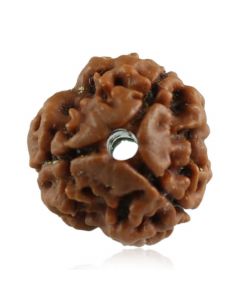 Natural 3 Mukhi Rudraksha (Nepal) GJSPC Certified