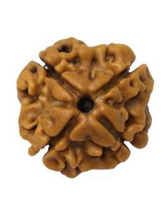 4 Mukhi Nepali Rudraksha GJSPC Certified 