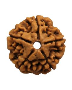 5 Mukhi (Five Mukhi) Rudraksha (Nepal) GJSPC Certified