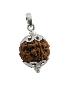 5 Mukhi Certified Rudraksha (Five Mukhi) With Sterling Silver 92.50 Pendant