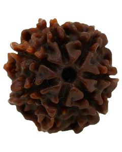 7 Mukhi (Seven Mukhi) Nepal Rudraksha