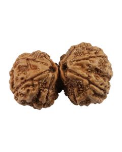 Natural 8 Mukhi (Eight Mukhi) Gauri Shankar Nepali Rudraksha GJSPC Certified 34.95 M.M.