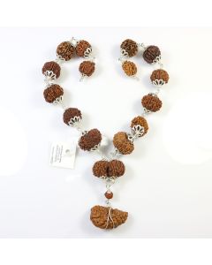 Rudraksha Silver Siddha Mala 1 to 14 Mukhi With Gauri Shankar, Ganesh Rudraksha GJSPC Certified     