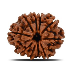 Natural 10 Mukhi (Ten Mukhi) Nepal Rudraksha GJSPC Certified 22.11 M.M.