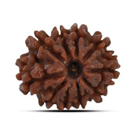 10 Mukhi Rudraksha 20.96 M.M.