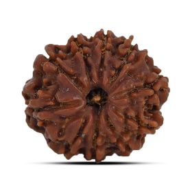 10 Mukhi Rudraksha 23.73 M.M.