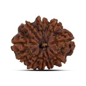 10 Mukhi Rudraksha 22.15 M.M.