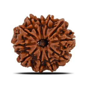 Natural 11 Mukhi (Eleven Mukhi) Nepal Rudraksha GJSPC Certified 22.74 M.M.