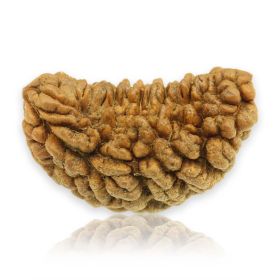 Natural Ek Mukhi Rudraksha (1 Mukhi) India GJSPC Certified 29.74 M.M.