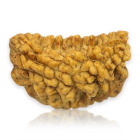 Natural Ek Mukhi Rudraksha (1 Mukhi) India GJSPC Certified 26.88 M.M.