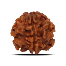 1 Mukhi Rudraksha Nepal (Underdeveloped) IGL Certified 19.42 M.M.