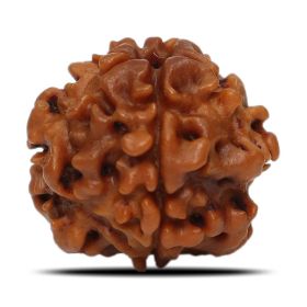 1 Mukhi Rudraksha Nepal (Underdeveloped) IGL Certified 18.6 M.M.