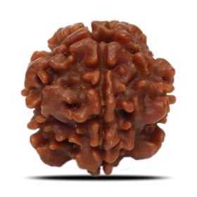 1 Mukhi Rudraksha Nepal (Underdeveloped) IGL Certified 17.58 M.M.