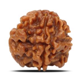 1 Mukhi Rudraksha Nepal (Underdeveloped) IGL Certified 17.84 M.M.