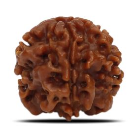 1 Mukhi Rudraksha Nepal (Underdeveloped) IGL Certified 18.82 M.M.