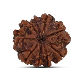 9 Mukhi Rudraksha 21.23 M.M.