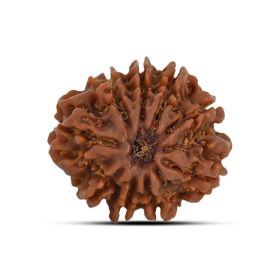 9 Mukhi Rudraksha 22.24 M.M.