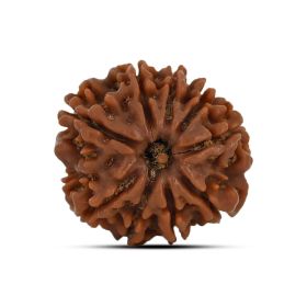 9 Mukhi Rudraksha 23.95 M.M.