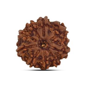 9 Mukhi Rudraksha 20.33 M.M.