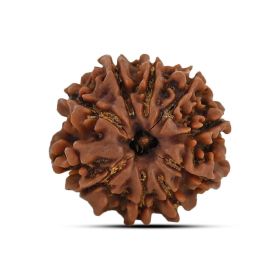 9 Mukhi Rudraksha 20.85 M.M.