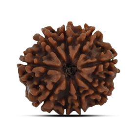 9 Mukhi Rudraksha 22.87 M.M.