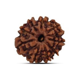 9 Mukhi Rudraksha 19.18 M.M.