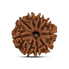 9 Mukhi Rudraksha 21.71 M.M.