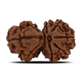 Natural 8 Mukhi (Eight Mukhi) Gauri Shankar Rudraksha (Nepal) GJSPC Certified 28.6 M.M.