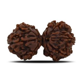 Natural 8 Mukhi (Eight Mukhi) Gauri Shankar Rudraksha (Nepal) GJSPC Certified 33.15 M.M.