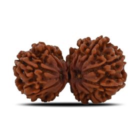 Natural 10 Mukhi (Ten Mukhi) Gauri Shankar Rudraksha (Nepal) GJSPC Certified 37.2 M.M.